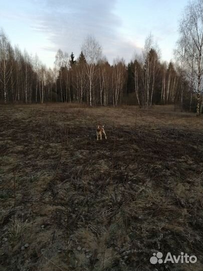 Вязка, русский спаниель