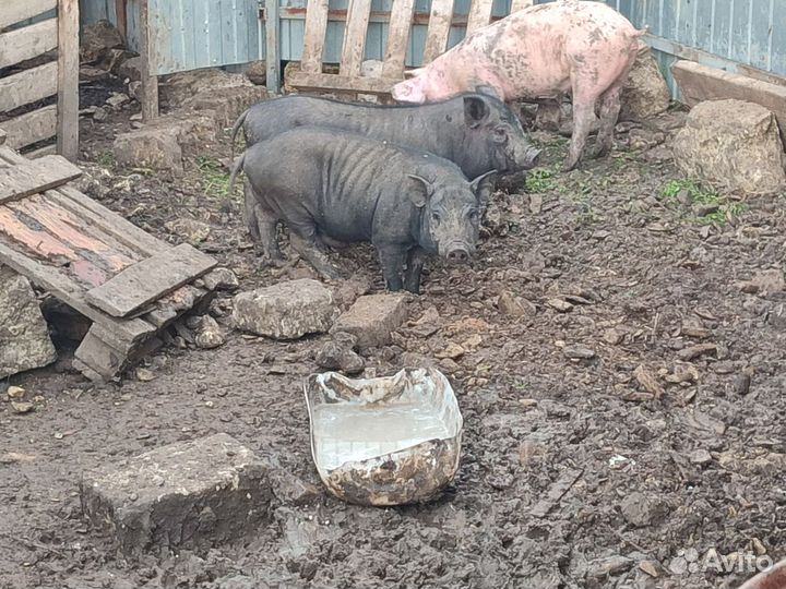 Вьетнамские поросята 6 месяцев
