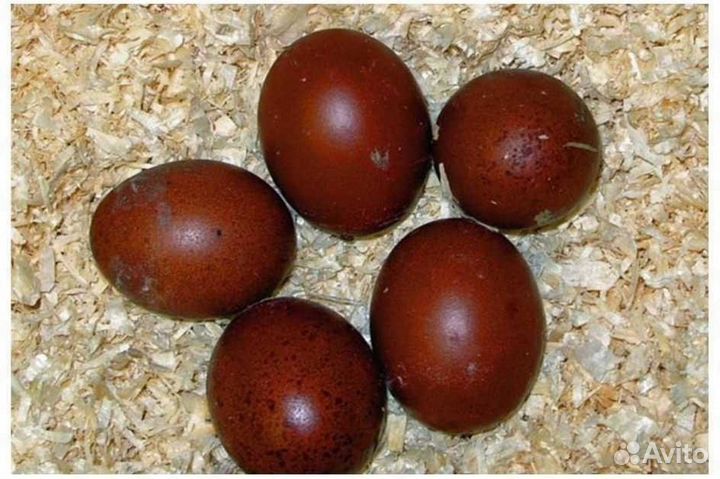 Инкубационное яйцо кур маран