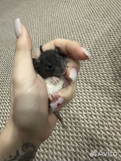 Декоративная крыса