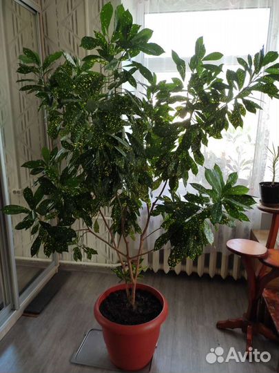 Комнатный цветок Золотое дерево (аукуба)