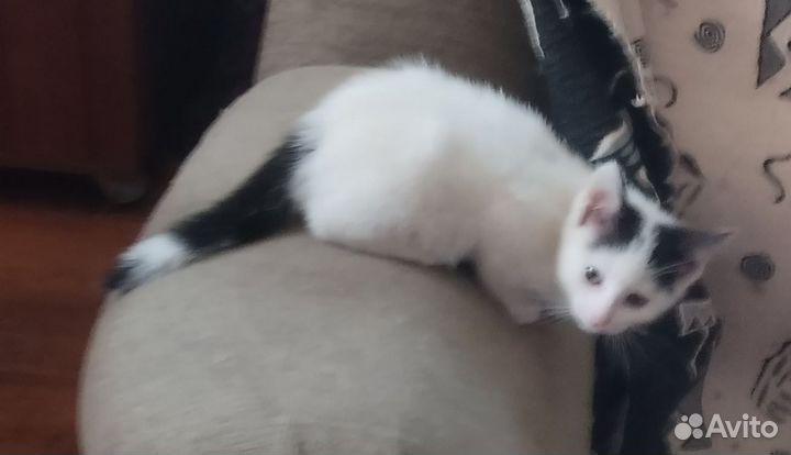 Девочка - Серые ушки и хвостик 3 мес