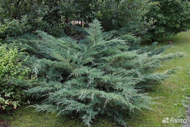 Саженцы хвойных