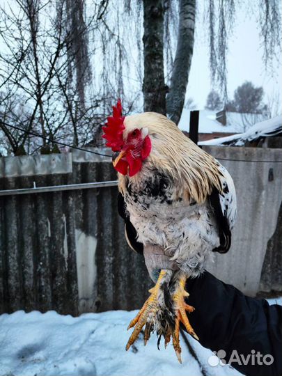 Домашние петушки