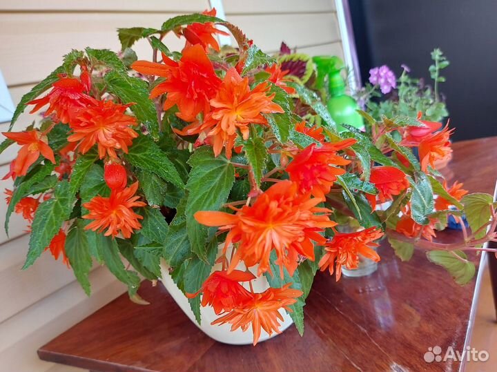 Бегония Ампельная Belleconia