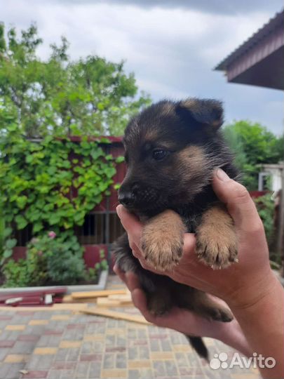 Щенки немецкой овчарки