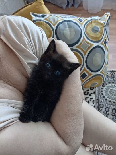 Котята 1 мес