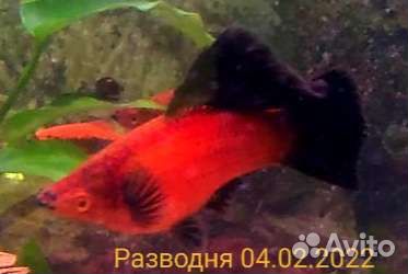 Меченосцы и гуппи