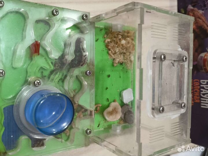 Муравьиная ферма с муравьями