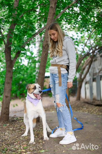Молодая собачка в поиске любящей семьи
