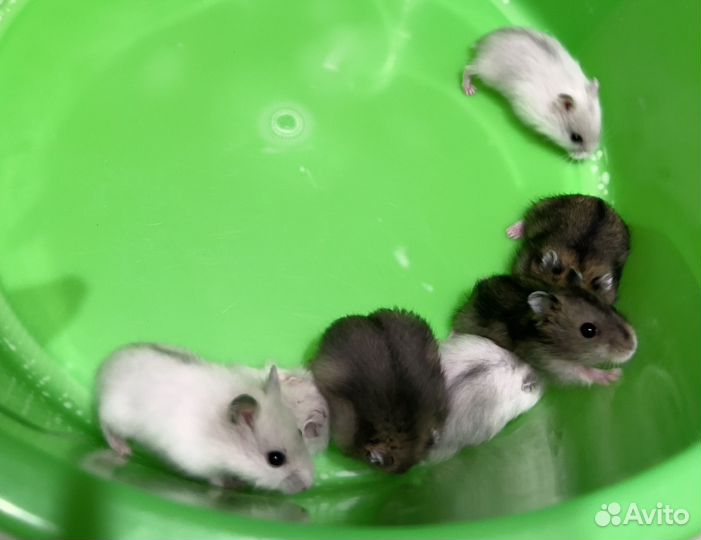 Джунгарский хомяк