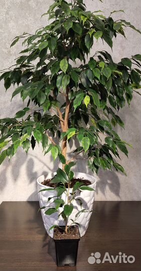 Фикус Бенджамина черенки