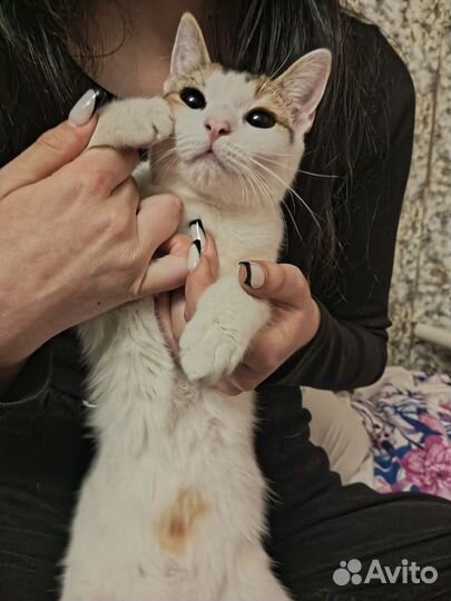 Кошка в дар