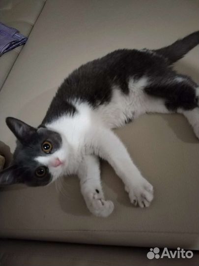 Кошка