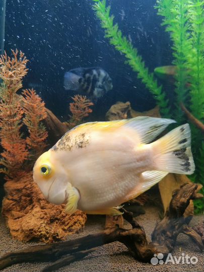 Рыба попугай