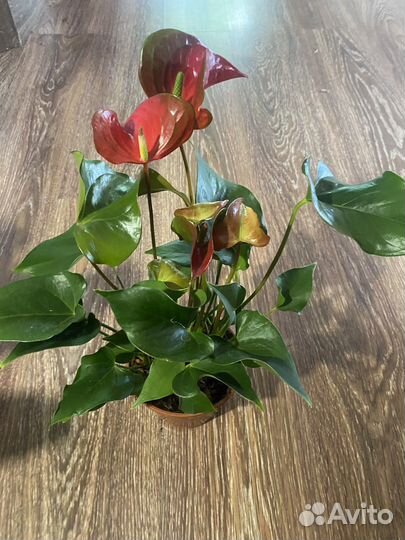 Антуриум динамит ред