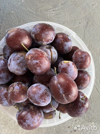 Слива кабардинка