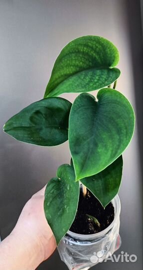 Комнатные цветы.Обновлен 21.04