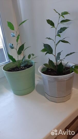 Фикус бенджамина