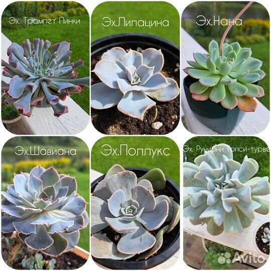 Суккуленты