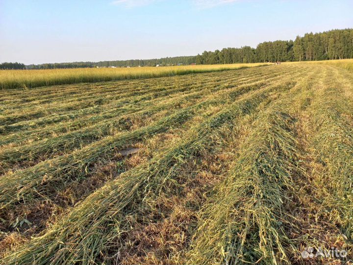 Сено в тюках