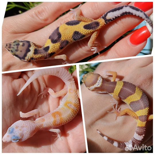 Малыши эублефара 2024