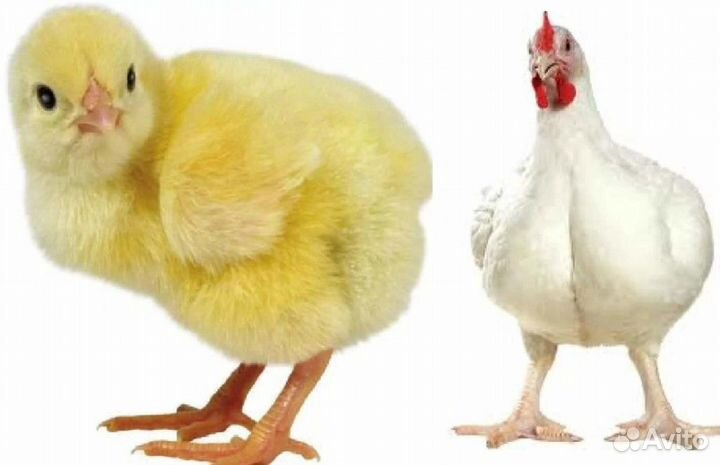 Цыплята бройлеры