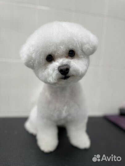 Грумер. Стрижка собак/кошек