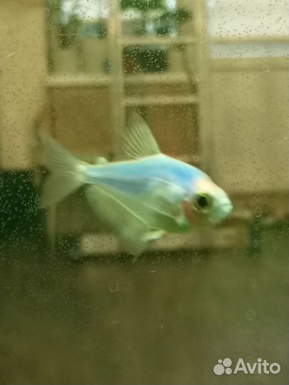 Рыбки Тернеции