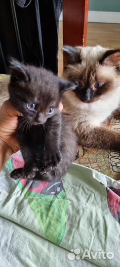 Отдам котят