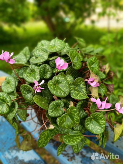 Фиалка душистая