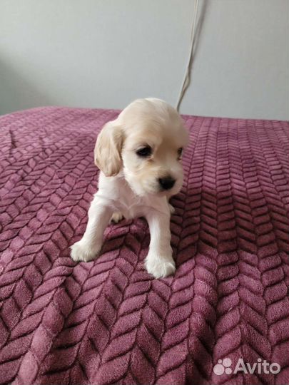 Собаки щенки