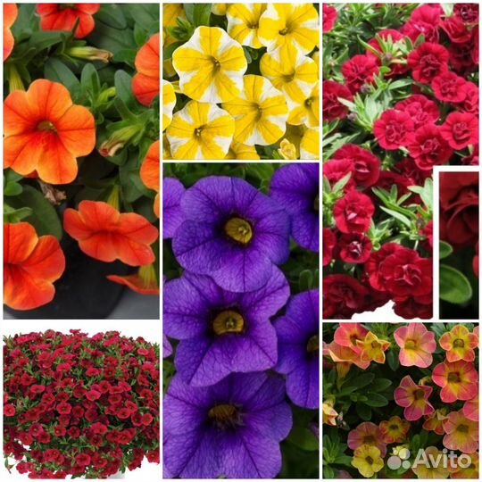 Рассада петунии, калибрахоа, биденса и бакопы