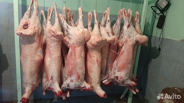 Бараны ягнятаовцы матки