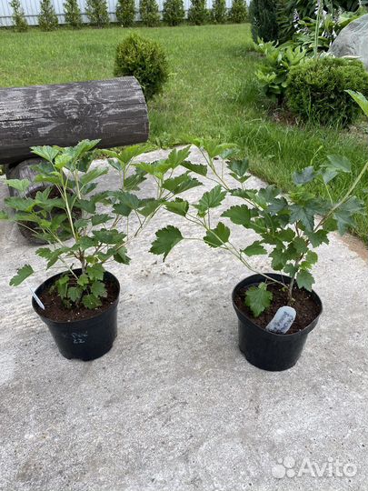 Спаржа, тимьян, белая смородина