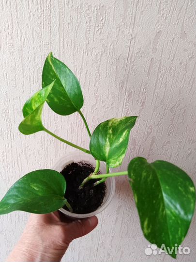 Эпипремнум