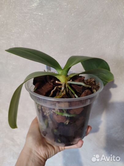 Орхидея фаленопсис Green World Snakeskin