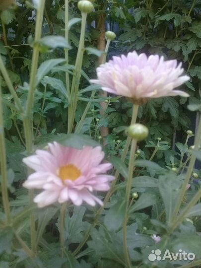 Лилейник и его садовые друзья