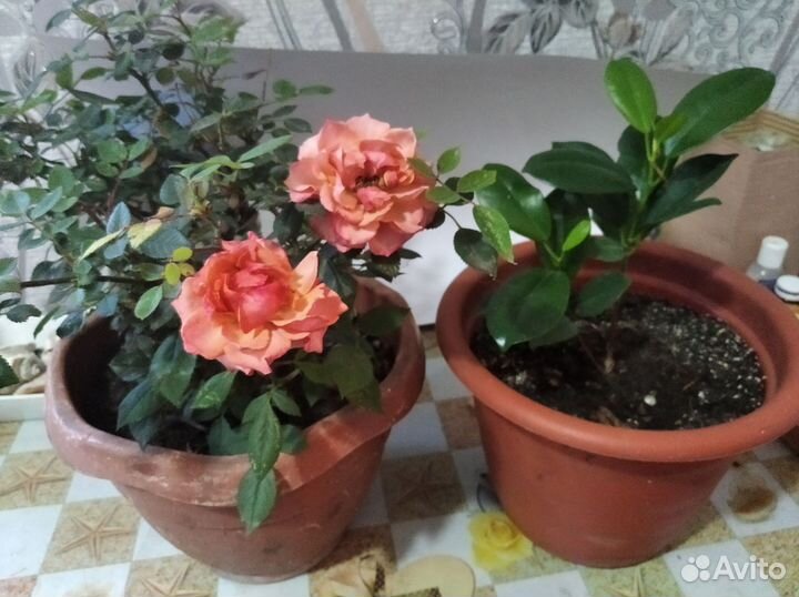 Комнатные растения