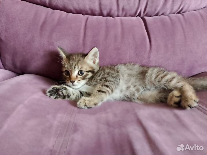 Котик бесплатно
