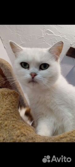 Кошечки и коты в добрые руки