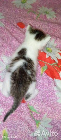Котёнок серо-белый
