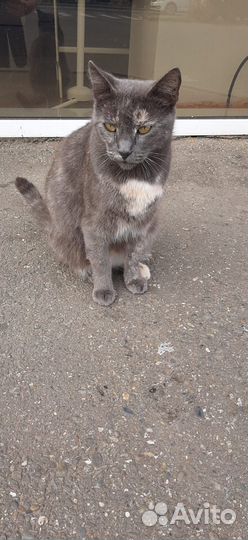 Кошка в дар