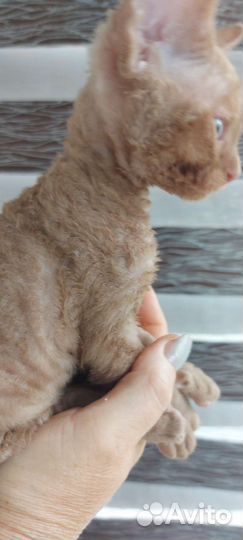 Циннамоновый девон-рекс