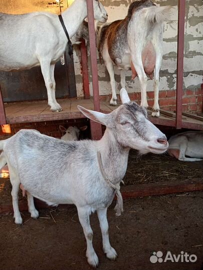 Коза дойная