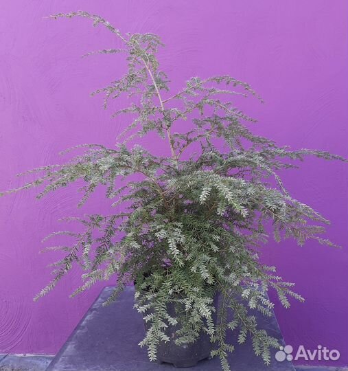 Саженцы хвойных растений