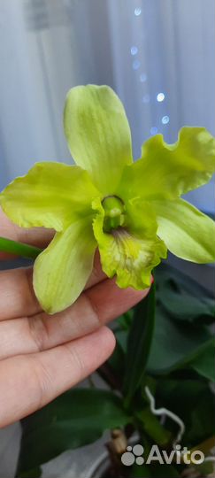 Орхидея денрофаленопсис