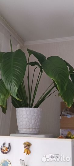 Спатифиллум