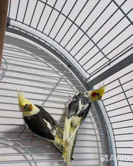 Попугай корелла