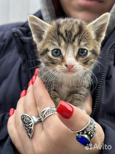 Котята бесплатно